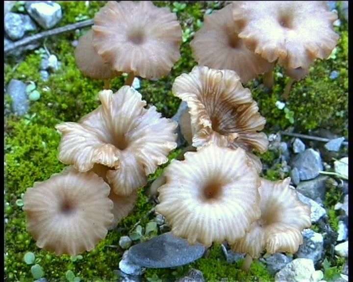 Omphalina pyxidata  (Bull.: Fr.) Qulet
